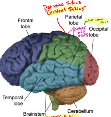 <p>Post central gyrus (just posterior to the central sulcus in the parietal lobe). </p>