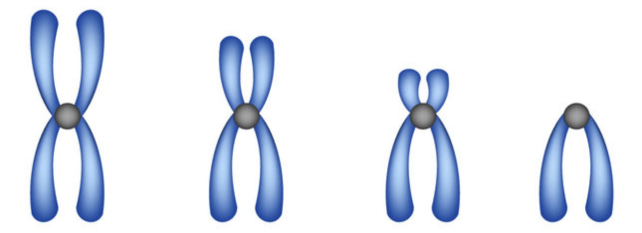 <p>Locations of centromere </p>