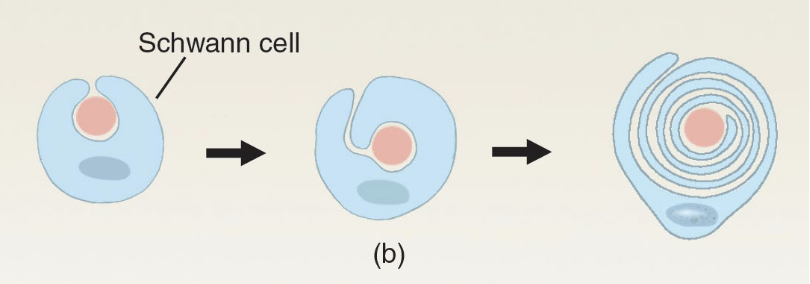 <ul><li><p>Manufactures myelin in PNS</p></li><li><p>1 cell produces a <u>single</u> myelin sheath</p><p></p></li></ul><p></p>