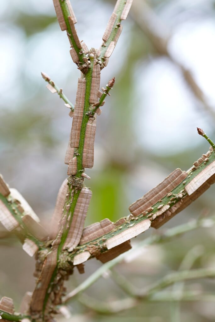 <p>Burning bush (winter)</p>