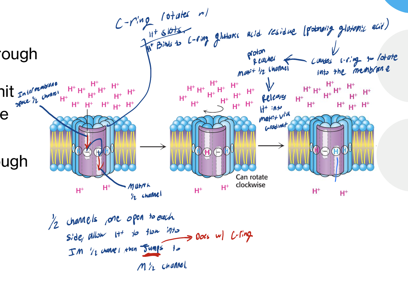 <p>H+ from Intermembrane Space enters the a subunit ½ channel → Protonates glutamate residue on the c subunit → Neutralizes negative charge&nbsp;</p><p></p><p>→ Protonated c subunit now ready to move into  the lipid bilayer (b/c Hydrophobic environment favors protonated form) → c-ring rotates clockwise with the H+ still at the end of the IM ½ Channel.&nbsp;</p>