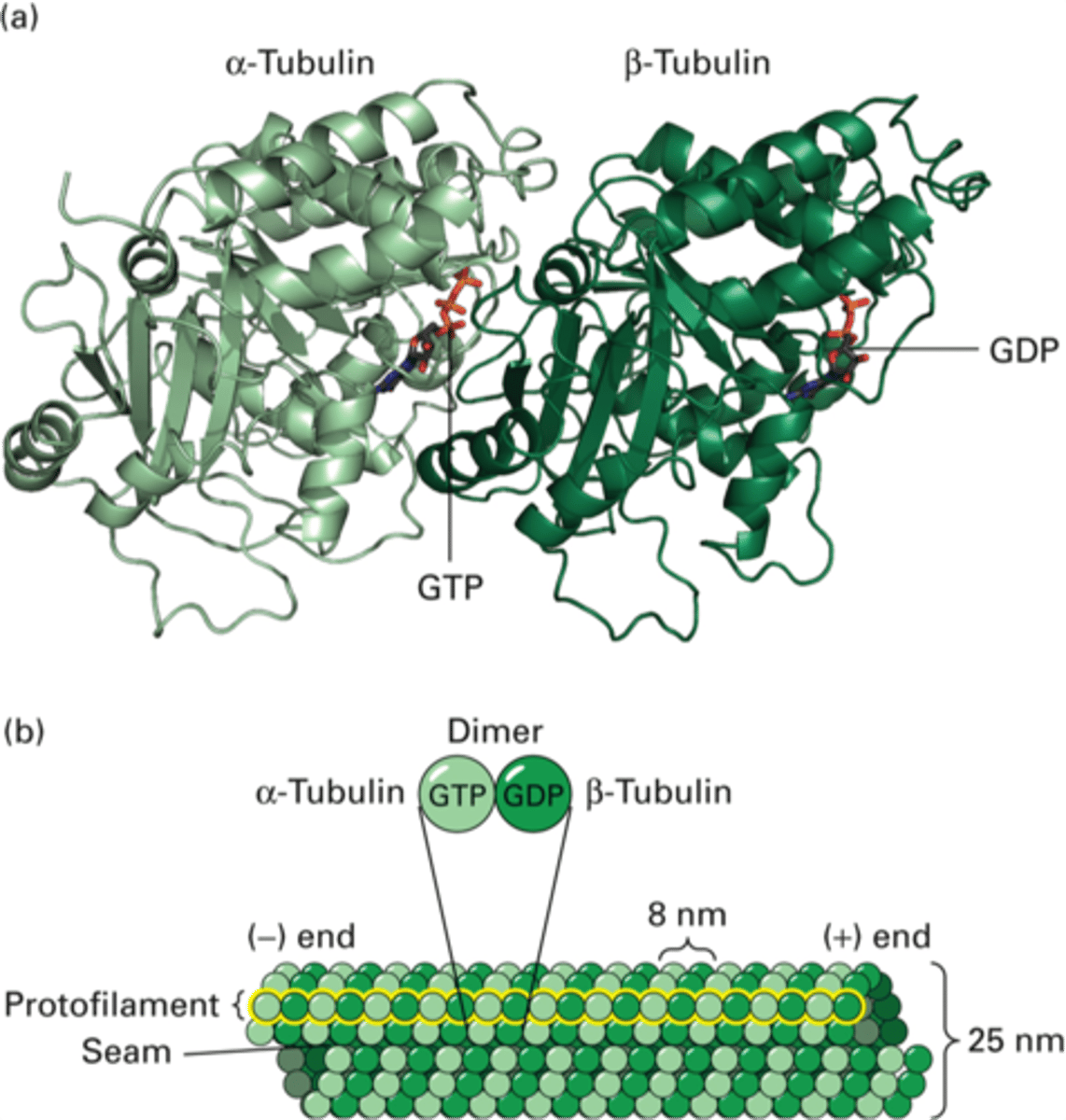 <p>First step of microfilament assembly</p>