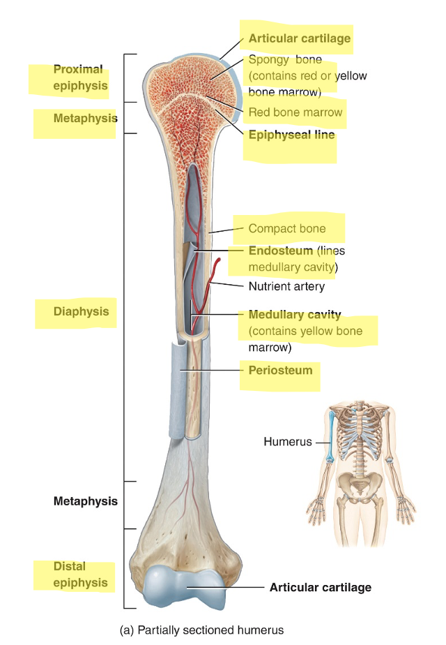 <p>diaphysis (bone shaft) </p><p>2 epiphyses (both ends of the bone at the joints)</p><p>2 metaphyses (region between diaphysis and epiphysis</p><p>articular cartilage covering both epiphyses</p><p>periosteum (connective tissue surrounding the diaphysis)</p><p>medullary cavity (hollow space within diaphysis)</p><p>endosteum (thin membrane lining the medullary cavity)</p>