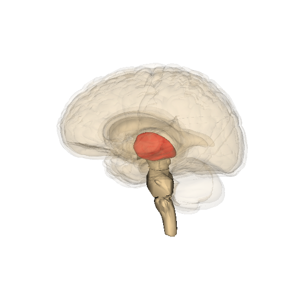 <p><span style="background-color: transparent;"><span>the brain region responsible for relaying sensory and motor signals and regulating consciousness.</span></span></p>