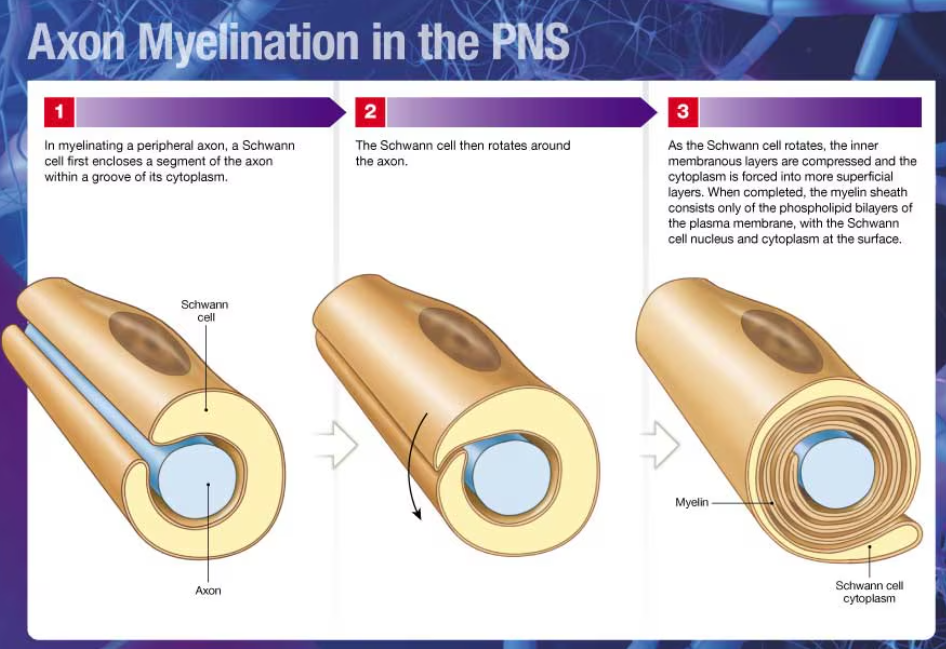 <p>1) Schwann cell encloses a segment of the axon within a groove of its cytoplasm</p><p>2) Schwann cell rotates around the axon</p><p>3) as it rotates, the inner membranous layers are compressed and the cytoplasm is forced into more superficial layers</p><p>4) when completed, the myelin sheath consists only of the phospholipid bilayers of the plasma membrane, with the Schwann cell nucleus and cytoplasm at the surface</p>
