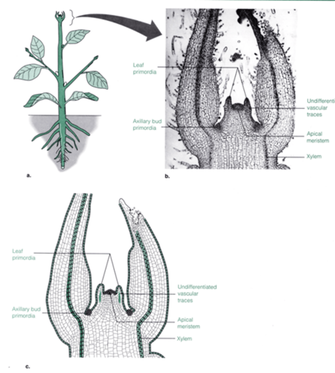 <p>Where does primary growth occur in plants? (Length growth)</p>