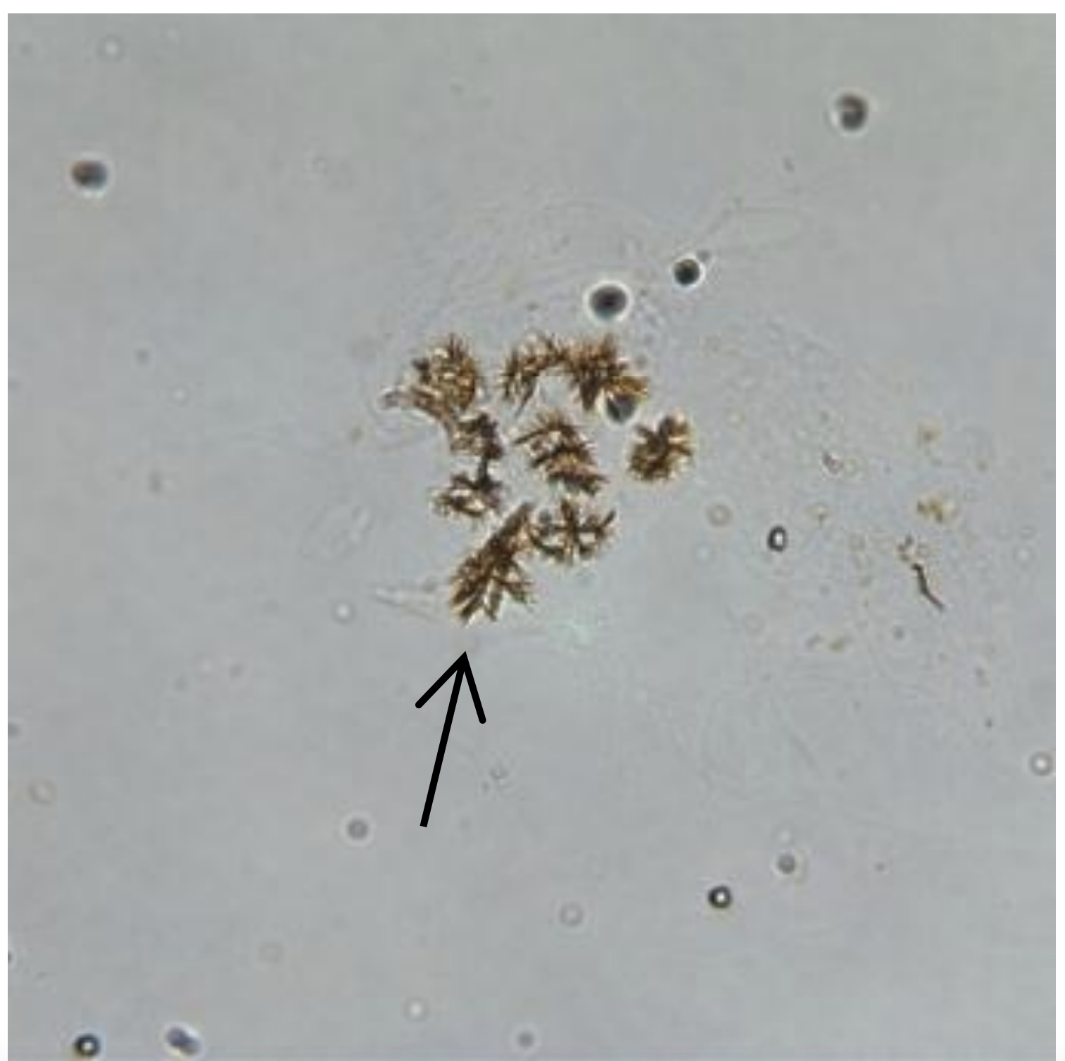 term image