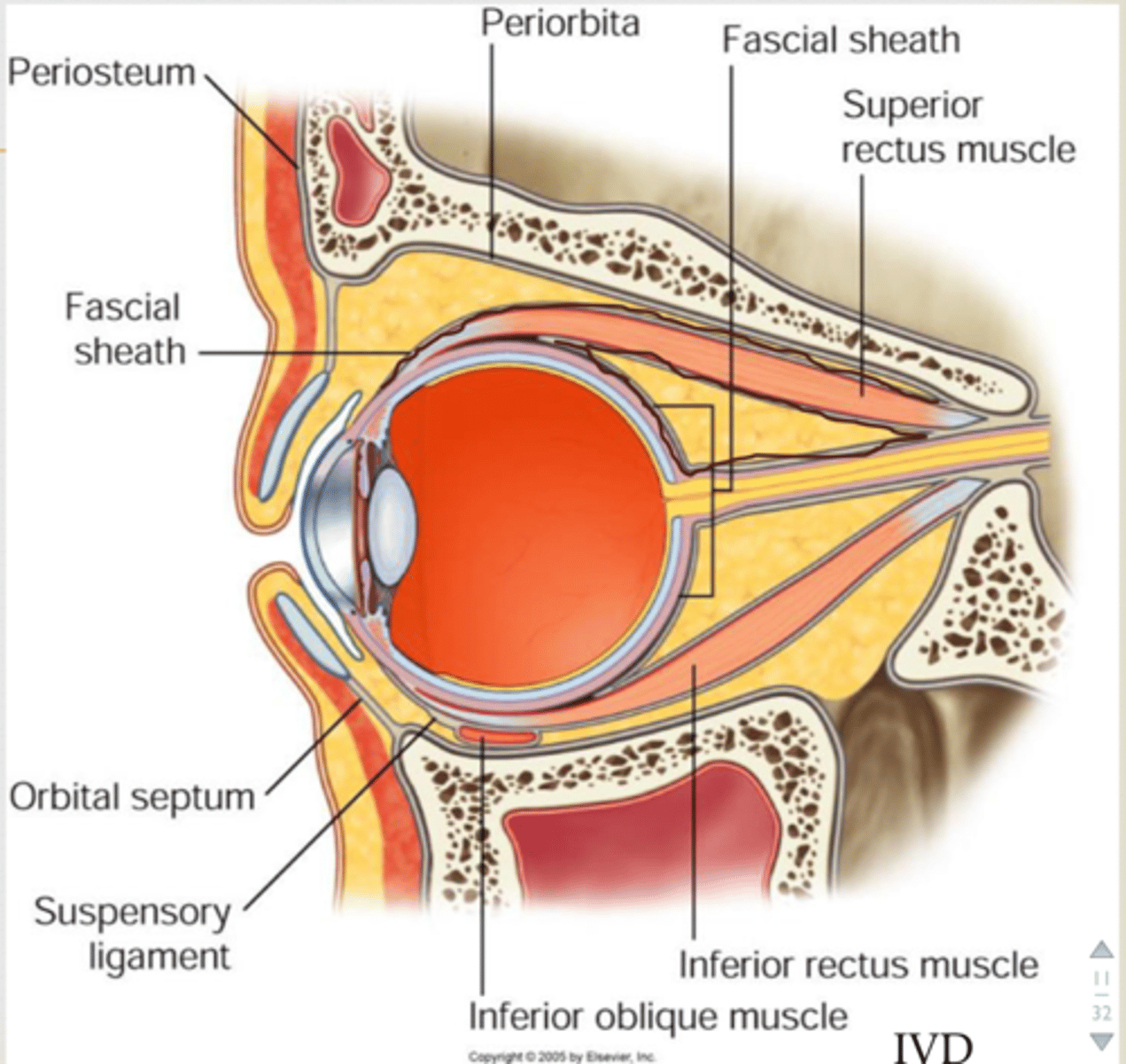 <p>fascial sheath</p><p>o forms actual socket for eyeball</p>