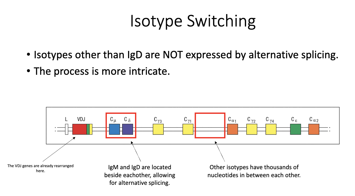 <ul><li><p class="isSelectedEnd"><strong><span>IgM and IgD</span></strong><span> lie adjacent in the genome → allow </span><strong><span>alternative splicing</span></strong><span> into two transcripts.</span></p></li><li><p class="isSelectedEnd"><span>Other constant regions are separated by </span><strong><span>thousands of base pairs</span></strong><span>, preventing this mechanism.</span></p></li><li><p><span>All switching beyond IgM/IgD is after </span><strong><span>VDJ recombination</span></strong><span> and B-cell activation.</span></p></li></ul><p></p>