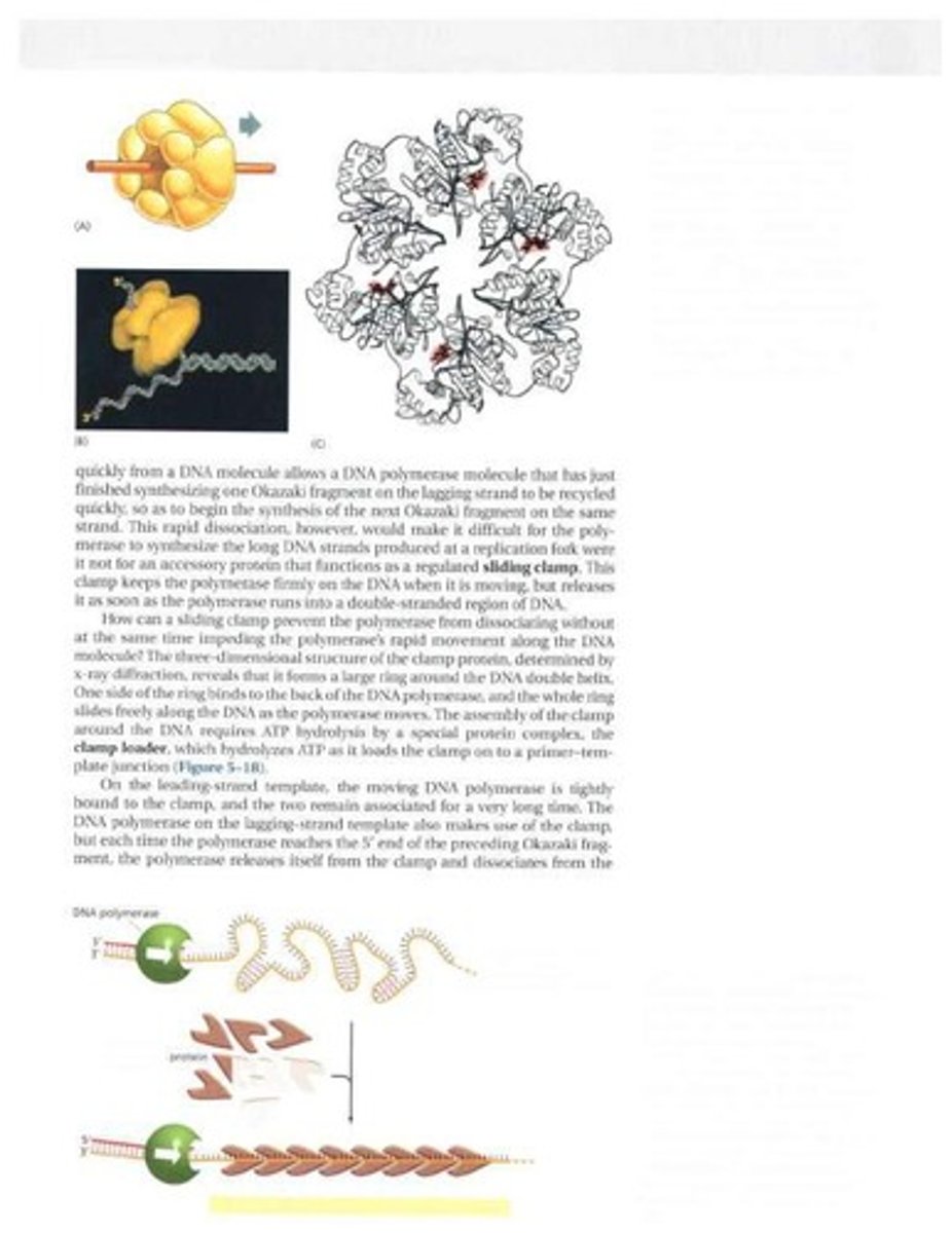 <p>Gene required for lactose metabolism in bacteria.</p>