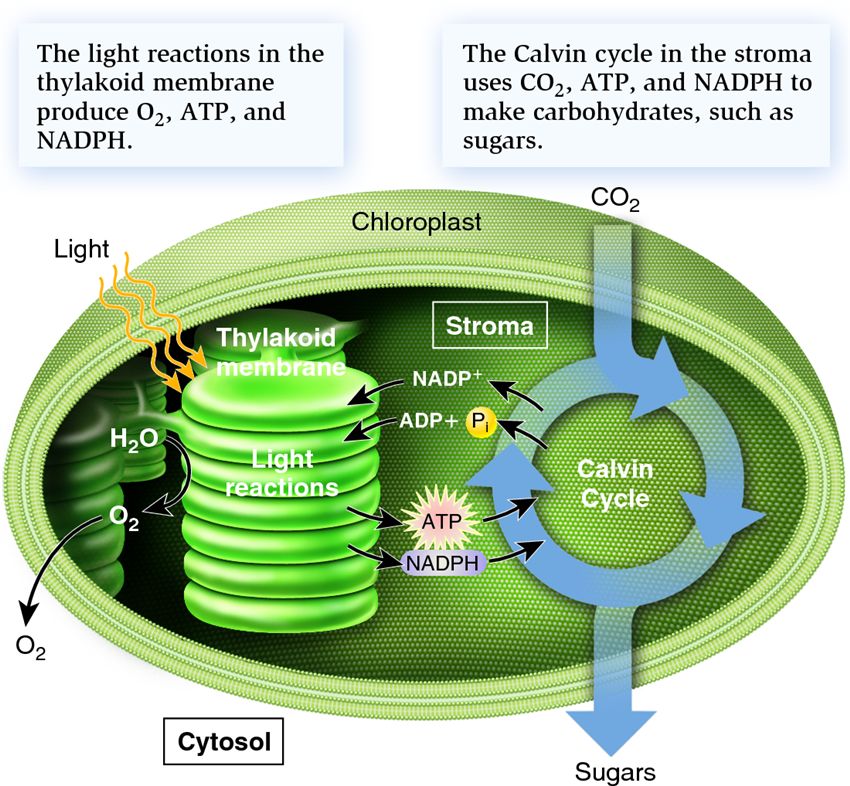 The two stages of photosynthesis