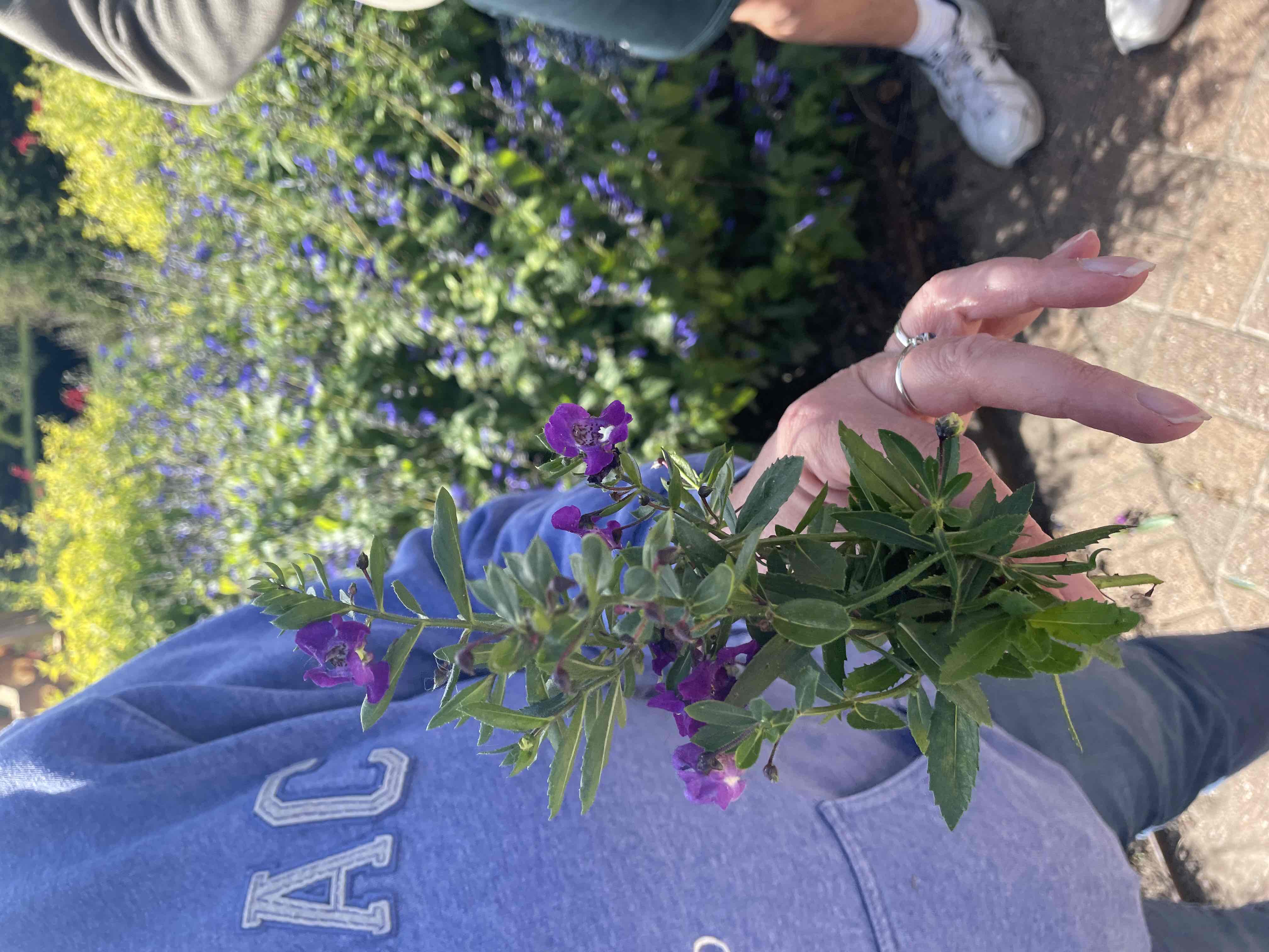 <p>Angelonia angustifolia</p>