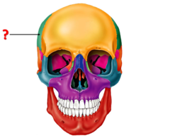 Identify the bone.