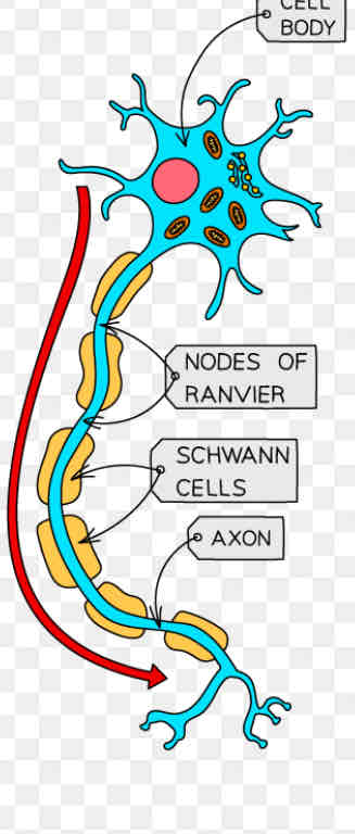 <p>Which neurone is this </p>