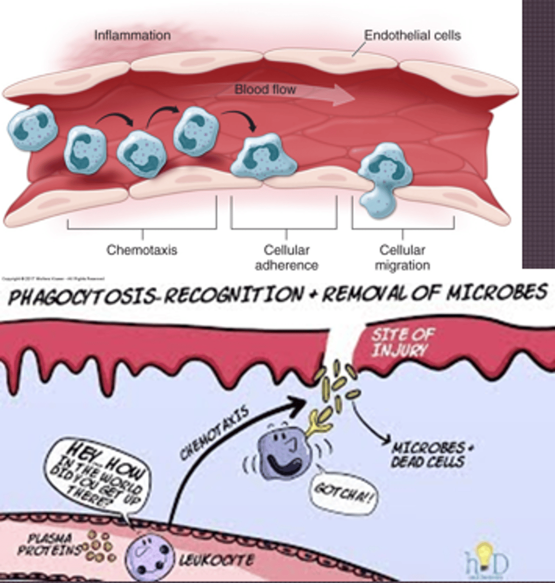 <p>- Margination: Leukocytes gather on wall, accumulate</p><p>- Adhesion: Adhere strongly to intracellular adhesion molecules, attaching on endothelium</p><p>- Transmigration: Adhesion will cause endothelial cells to separate and allow leukocytes to extend</p><p>- Chemotaxis: Leukocytes extend according to these factors</p><p>- Leukocyte activation: So leukocytes can get in</p><p>- Leukocyte phagocytosis: Cellular debris removed, platelets help clot</p><p>- Cytokines: Call in the troops, causes endothelial cells lining vessels to express cell adhesion molecules</p>