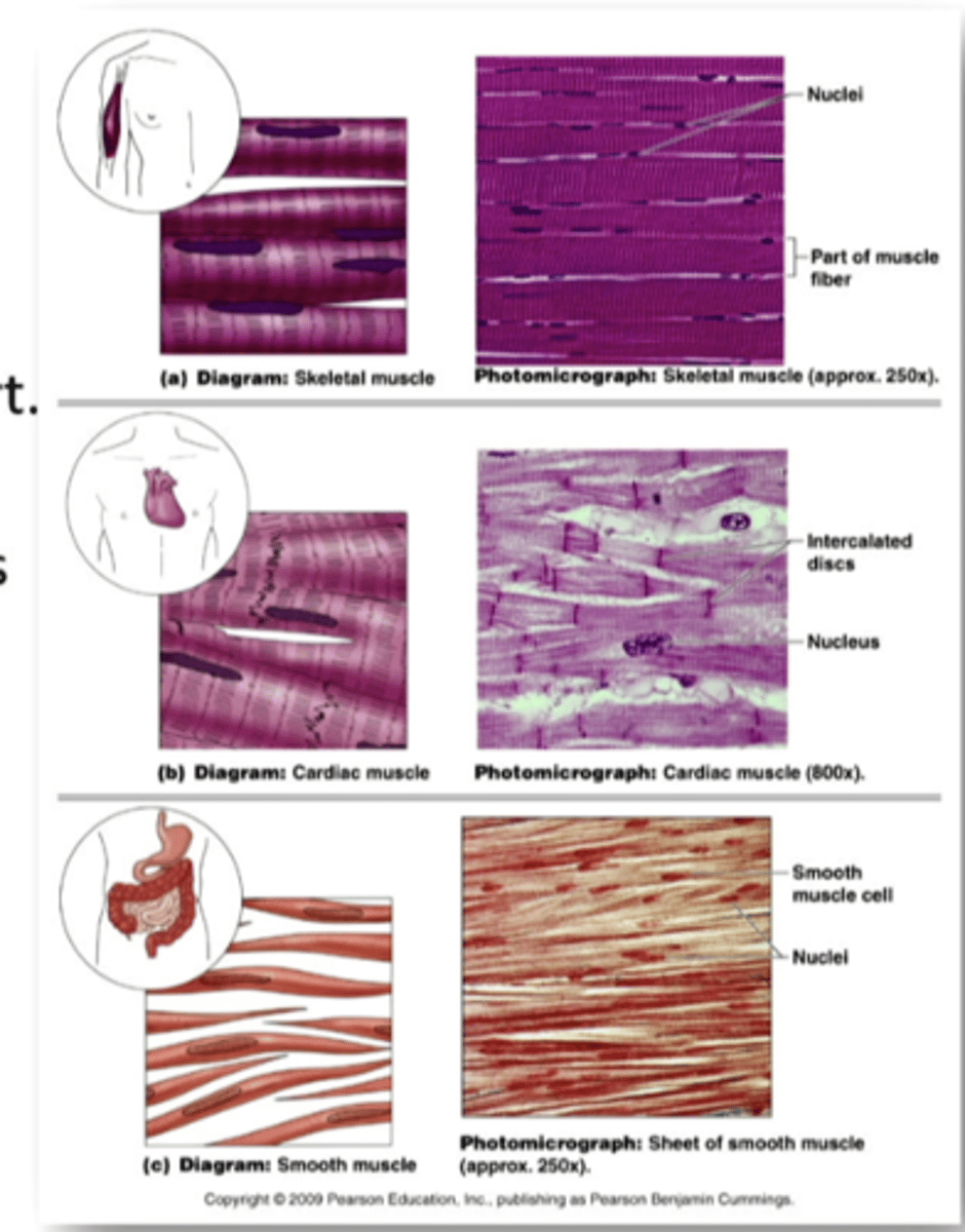 <p>what are the 3 types of muscle cells in the human body</p>