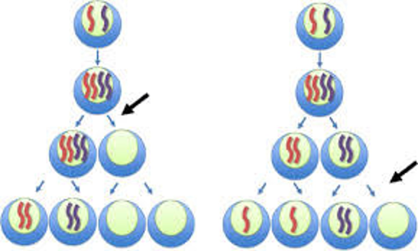 <p>An error in meiosis or mitosis in which members of a pair of homologous chromosomes or a pair of sister chromatids fail to separate properly from each other.</p>