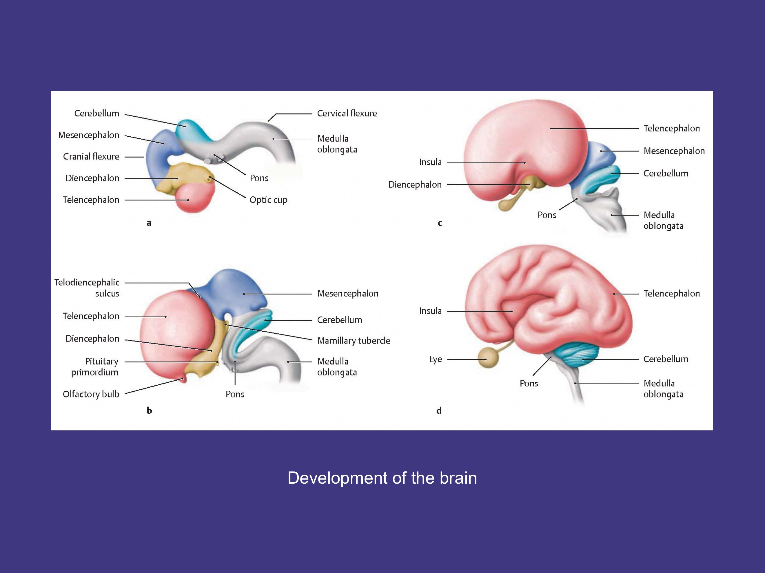 <p>z kresomózgowia z pęcherzyków ocznych, szypuła łącząca preukursor nerwu wzrokowego</p>