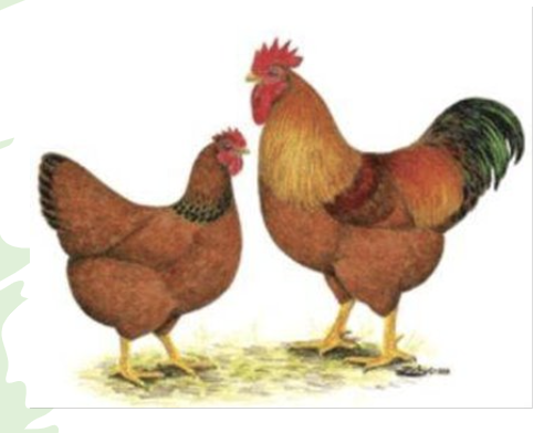 <ul><li><p>200-280 large brown eggs per year</p></li><li><p>more prolific in colder weather </p></li><li><p>represent a specialized selection of the rhode island red </p></li></ul><p></p>