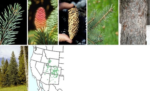 Blade: longer, straight and pointy, new growth is blueish
needles grow almost straight off of twig
Reproductive: big, cylindrical, brown with reddish tint
Bark: small to large scales, reddish grey scales