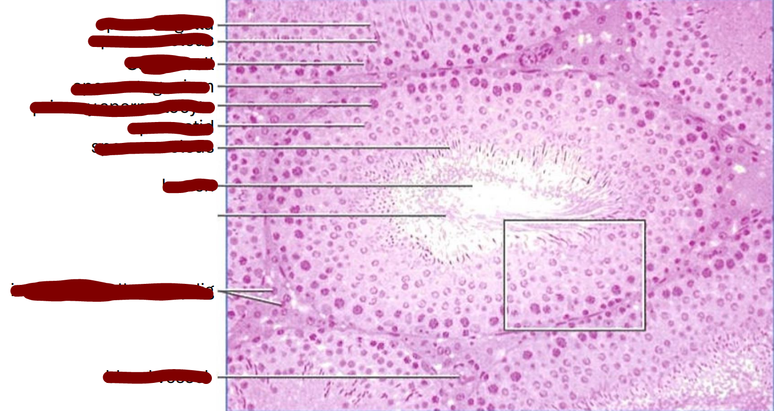 <p>transverse section of a rat seminiferous tubule </p>