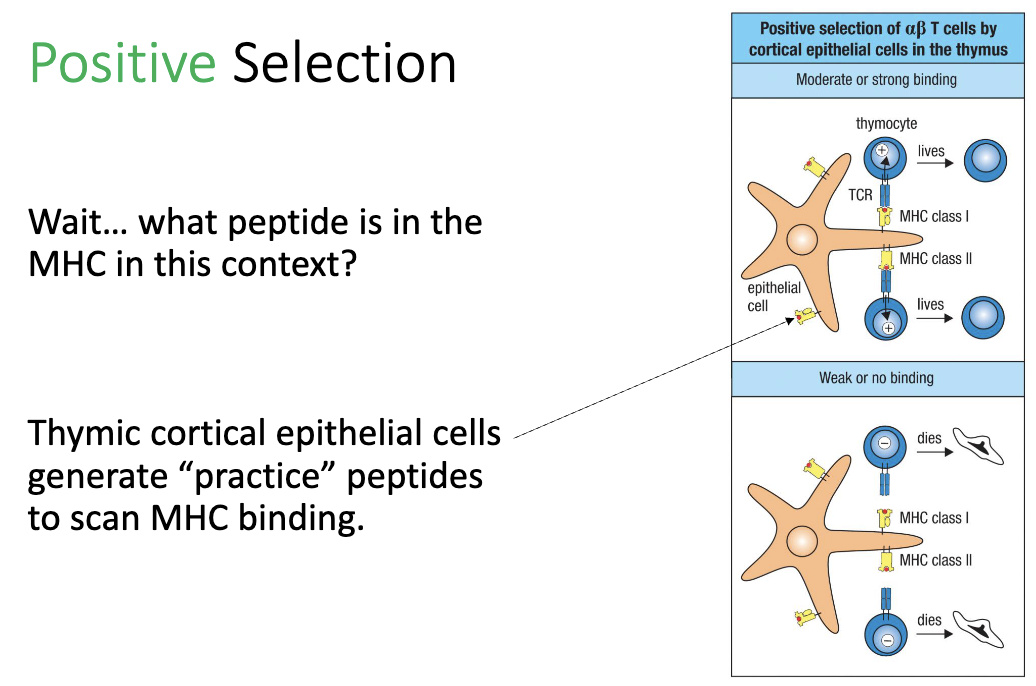 <ul><li><p>Thymic cortical epithelial cells load <strong>“practice peptides”</strong> on MHC</p></li></ul><ul><li><p><strong>Purpose:</strong> T cells are <strong>testing MHC binding</strong>, not specific peptide recognition.</p></li></ul><p></p>