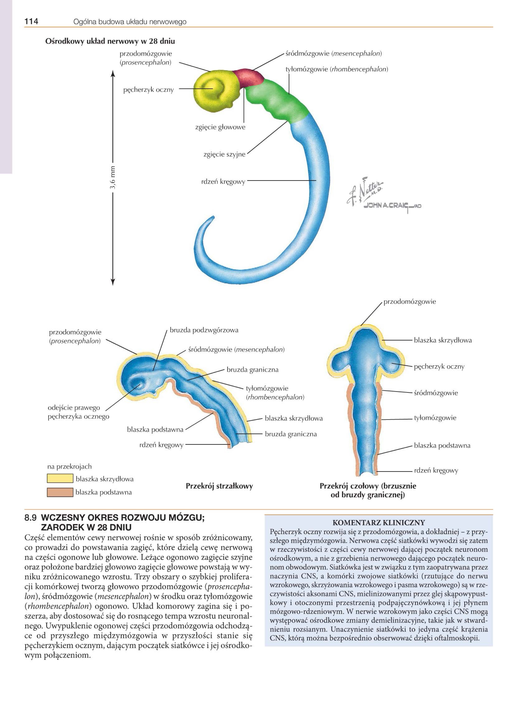 <ul><li><p>zwrócone dobrzusznie</p></li><li><p>powstaje jako trzecie, po zgięciu ciemieniowym/głowowym i szyjnym</p></li><li><p>przez nierównomierny rozrost mózgu przez zgięcie głowowe i szyjne</p></li><li><p>ścienienie sklepienia tyłomózgowia</p></li></ul>