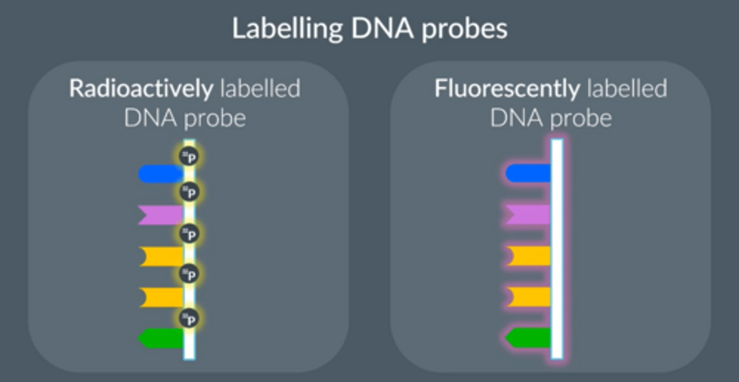 <p>1. Radioactively labelled probes (radioactive form of phosphorus) </p><p>● Exposing radioactive probes to X-ray film (autoradiography) </p><p>● More dangerous</p><p>● Replace part of the probes’ molecular structure</p><p>2. Fluorescently labelled probes </p><p>● Use a special light</p><p>● Safer</p>