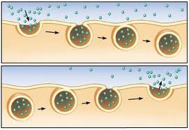 moves many at once using vesicles and ATP (endocytosis and exocytosis)