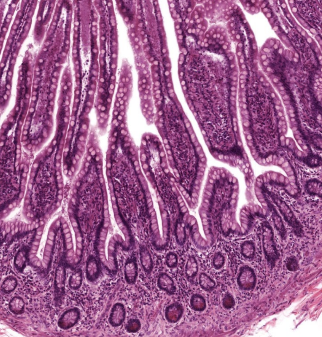 <ul><li><p>found on surface of villi and in <strong>crypts</strong> at base of villi</p></li><li><p>enzymes</p><ul><li><p>digestive</p></li><li><p>antibacterial</p></li></ul></li><li><p>hormones</p><ul><li><p>affects GI function</p></li></ul></li></ul><p></p>