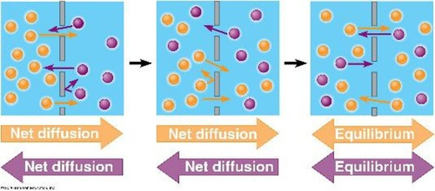 <p>The tendency for particles to spread out from areas of higher concentration to areas of lower concentration.</p>