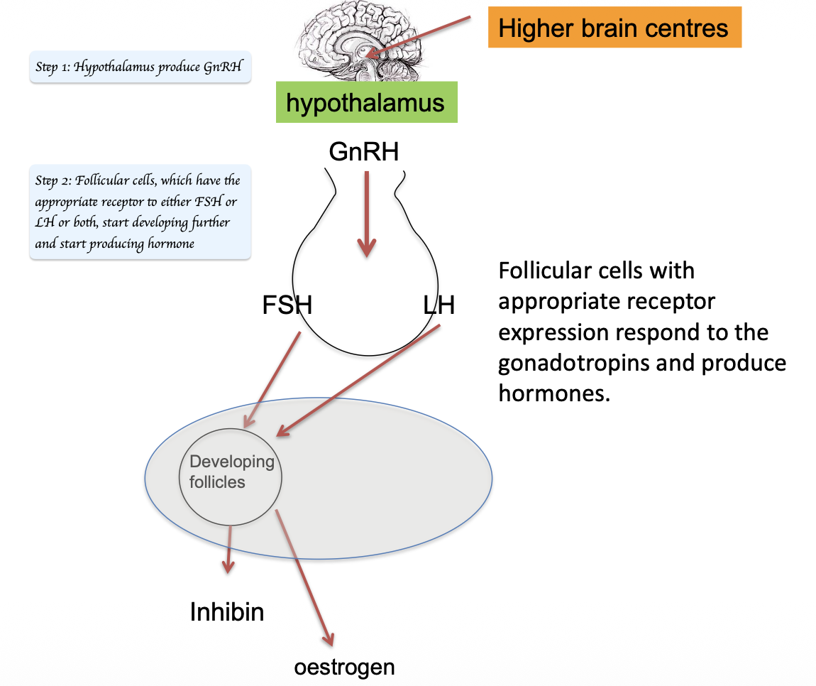 <ul><li><p>Oestrogen</p><ul><li><p>High levels inhibit the<span>&nbsp;</span>hypothalamus<span>&nbsp;</span>and<span>&nbsp;</span>anterior pituitary → Reduce<span>&nbsp;</span>GnRH, FSH, and LH<span>&nbsp;</span>secretion</p></li></ul></li><li><p>Inhibin</p><ul><li><p>Secreted by<span>&nbsp;</span>follicular (granulosa) cells → Suppresses<span>&nbsp;</span>FSH<span>&nbsp;</span>from the anterior pituitary</p></li><li><p>Prevent further recruitment of additional follicles </p></li></ul></li></ul><p></p>