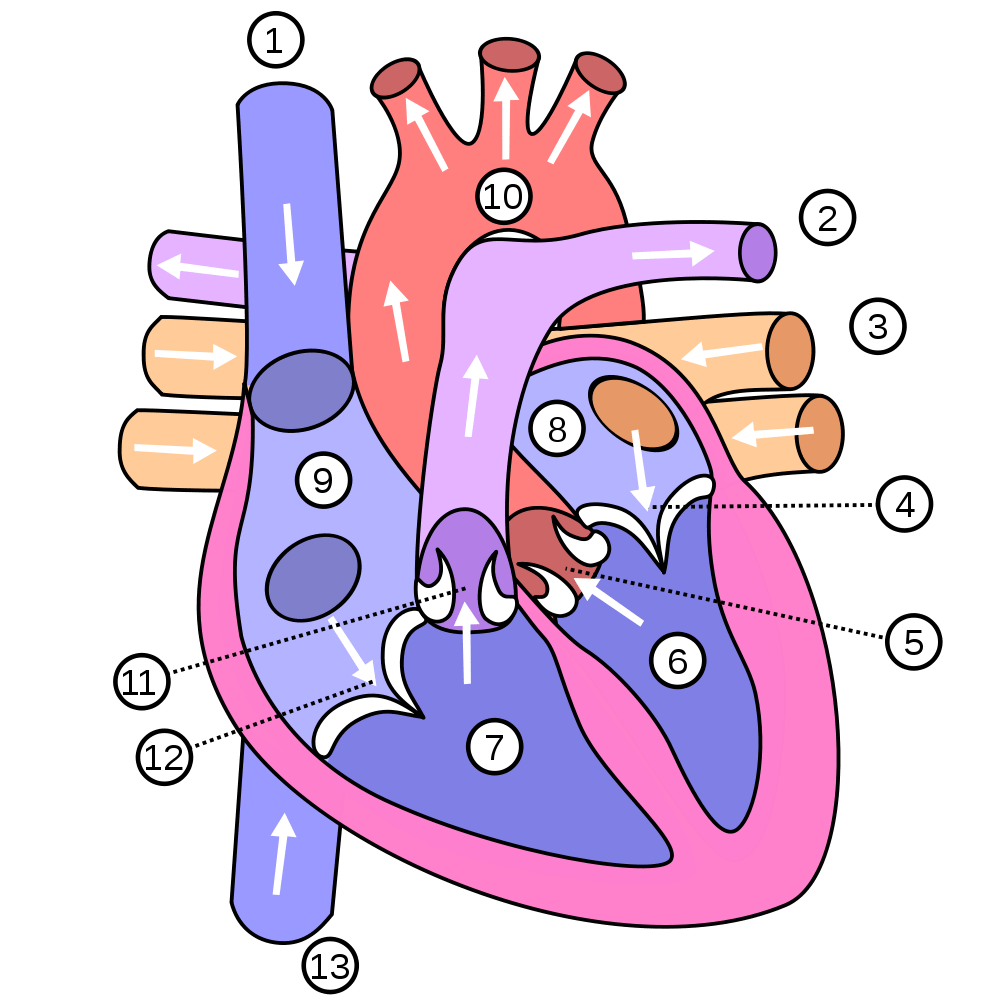 <p>what part of the heart is number 7</p>