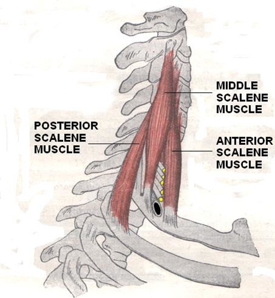 <p>C4-6 transverse process</p>