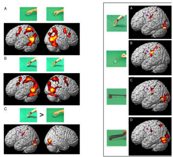 <p>humans present unique left-lateralised inferior parietal lobe activation when using tools</p><ul><li><p>possess a brain area called the anterior supramarginal gyrus (aSMG) which is specifically activated → monkeys do not have a neural analogue for this</p></li></ul><p></p>