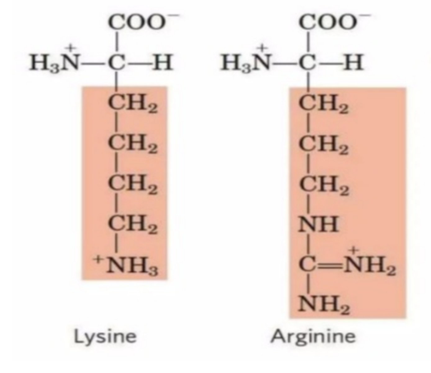 <p><strong>carboxyl side</strong> of <strong><span class="bgY">lysine</span></strong><span class="bgY"> and </span><strong><span class="bgY">arginine</span></strong> amino acids</p>