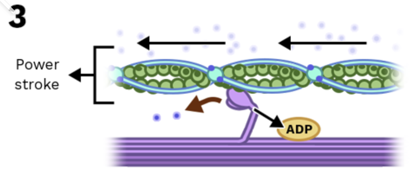 <p>Stage 3: Myosin pulls actin (power stroke)</p>