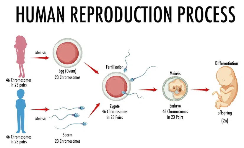 <p>fertilisation</p>