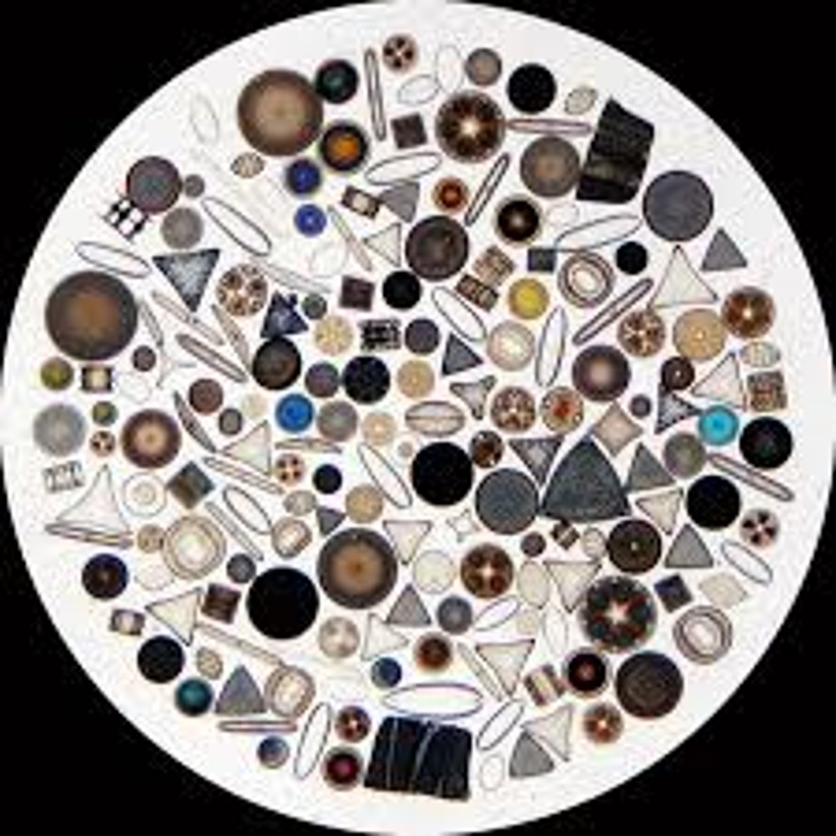 <p>___ they all look different they are all diatoms.</p>