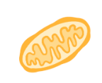 <p>what is the role of<strong> mitochondria?</strong></p>