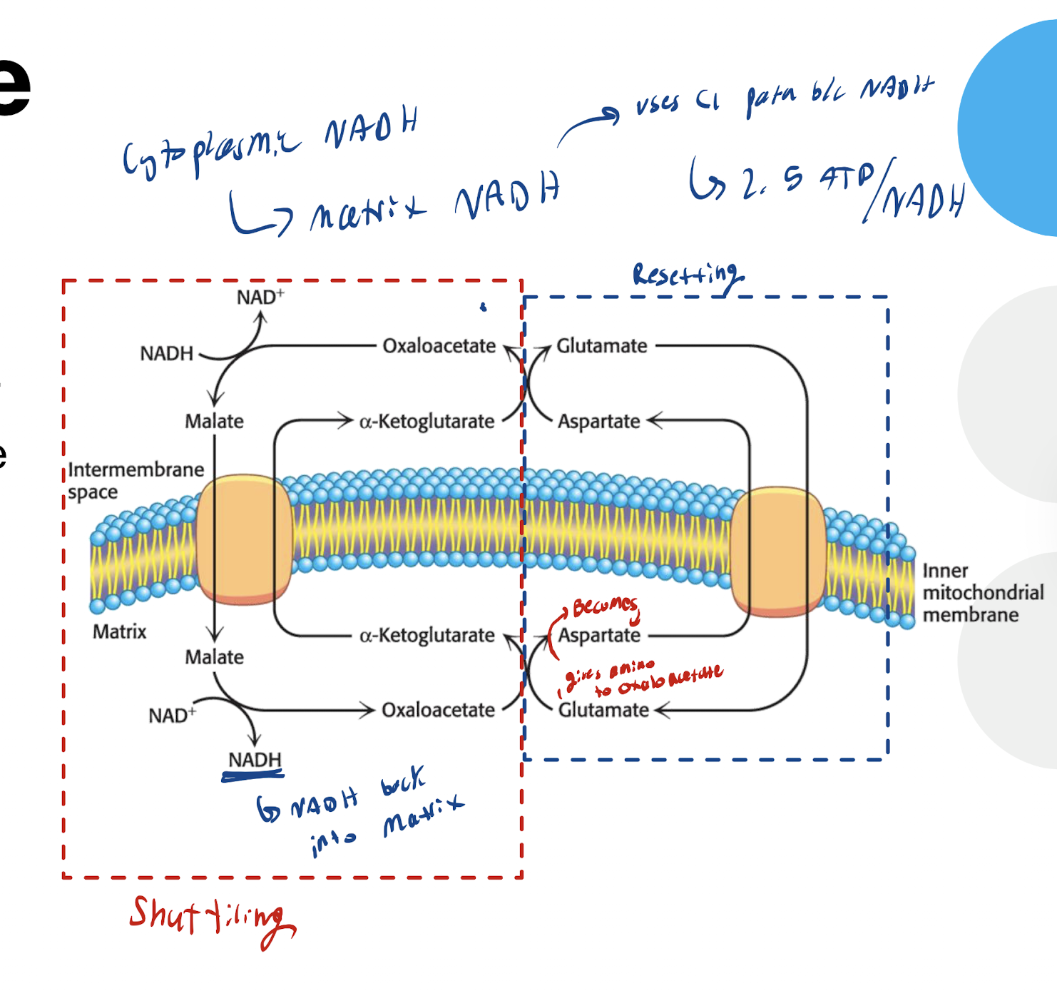 <p>Cytoplasmic NADH reduces Oxaloacetate into Malate → Malate enters mitochondria via malate-a-ketoglutarate antiporter → Malate now in matrix → Malate formed back to oxaloacetate via malate dehydrogenase, producing NADH (which is then used to trasnfer electrons starting at C1)</p><p></p><p>Transamination rxn regenerates transportable forms</p>
