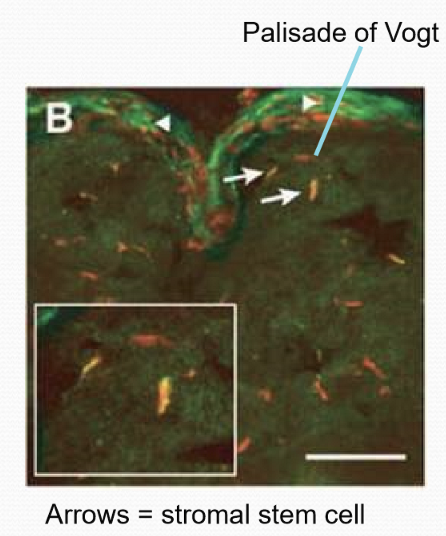 <p>They are subjacent to limbal basal cells </p>