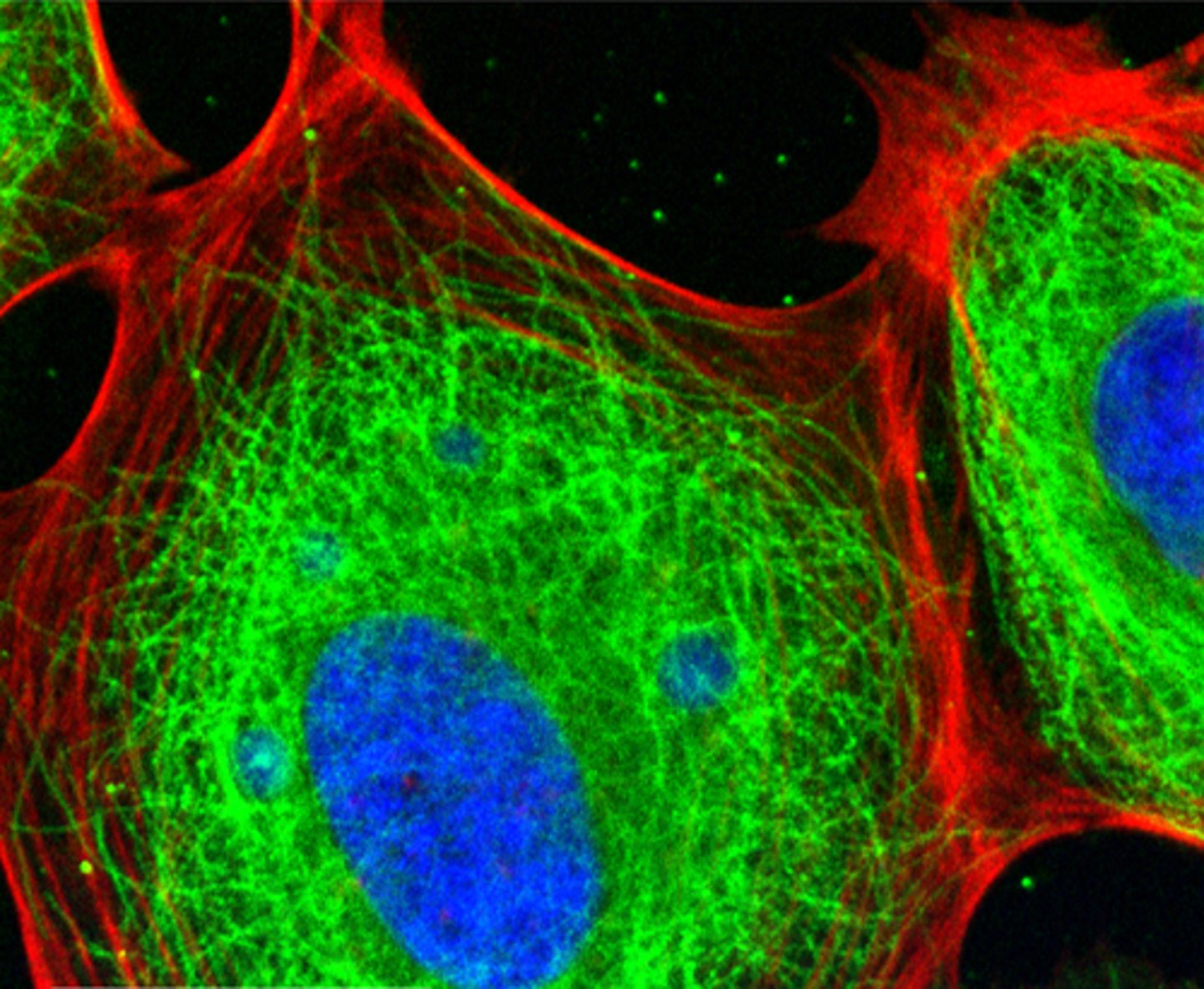 <p>made of microfilaments, intermediate filaments, and microtubules, allowing the cell to maintain its shape, move, divide, and organize its internal components efficiently (polymerized into chains)</p><p>-Actin (red) used for muscle contraction; cause motion inside of cell contract and change shape</p><p>-microtubules (green) can grow, push, pull</p>