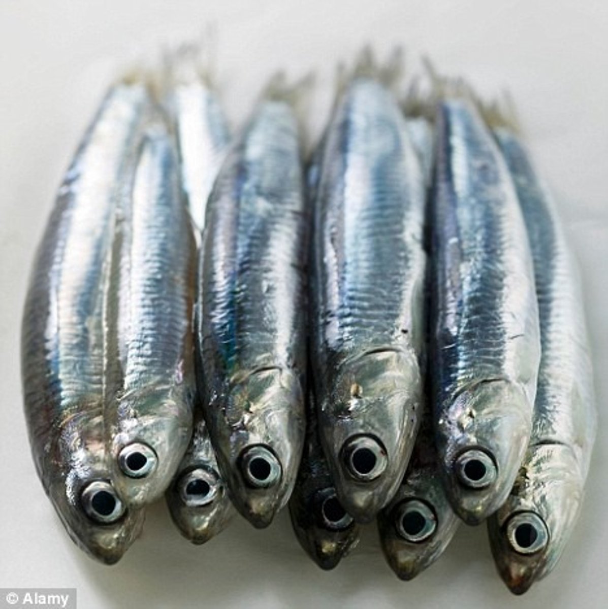 <p>(the) anchovies</p>