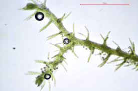<p>appears as an alga</p>