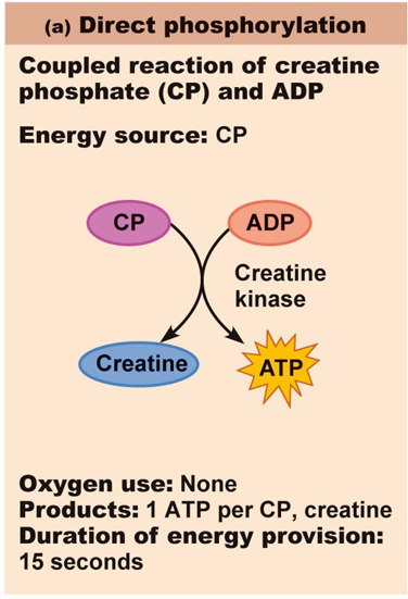 <p>4-6s </p><p>creatine phosphate: high energy molecule that is built up during rest → <strong>CANNOT</strong> directly generate muscle contraction</p><p>regenerates ATP by contributing a phosphate in the midst of sliding filaments</p>