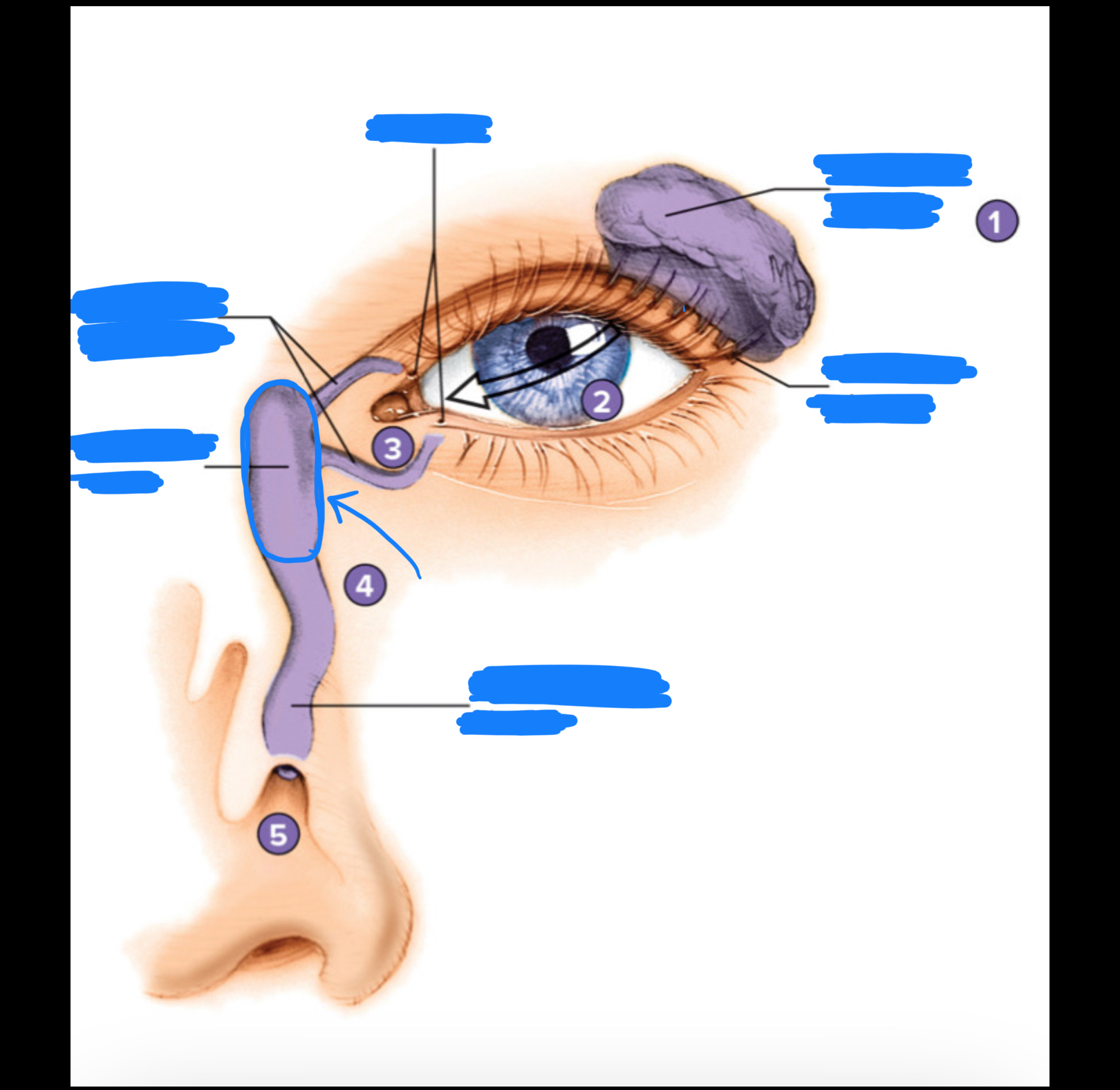 knowt flashcard image