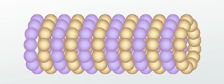 <p><span>rigid, hollow tubes, and a key component of the cytoskeleton</span></p><p><span>What part of the cell is this and what is its function? </span></p>