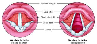 <p>vocal folds</p>