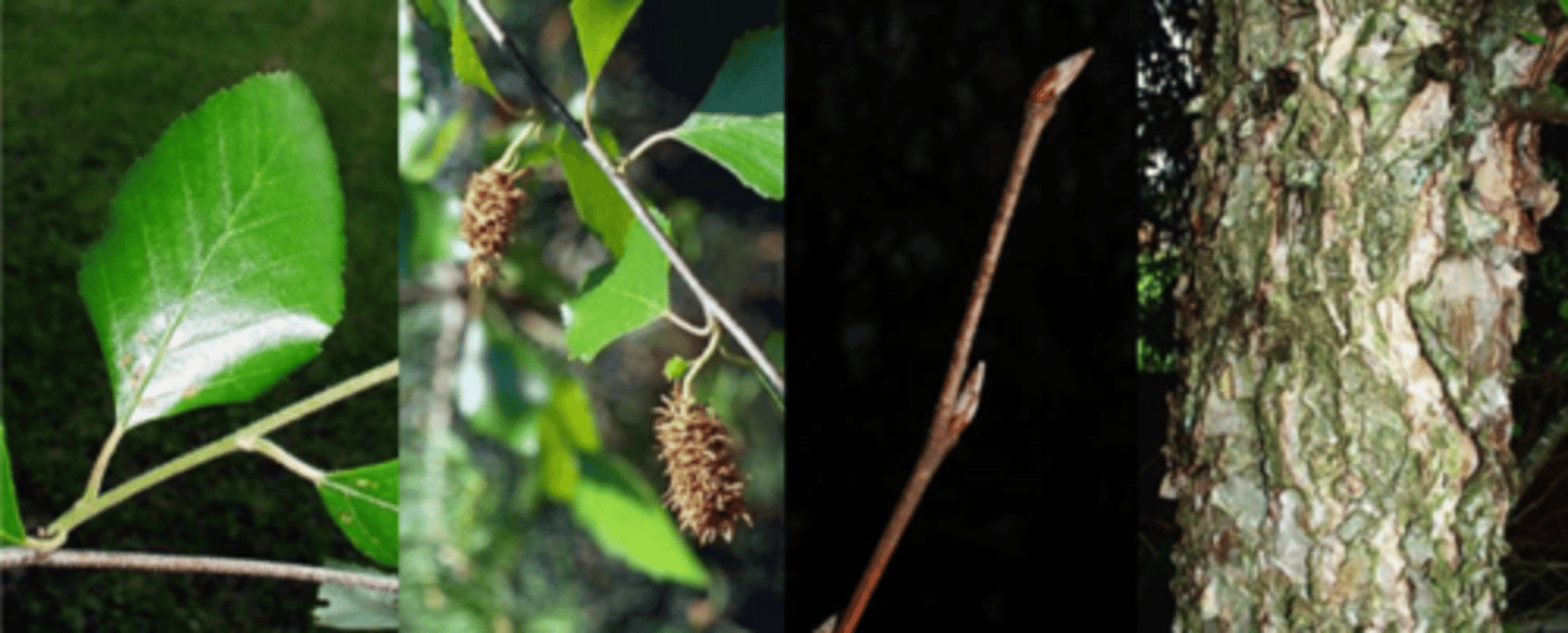 <p>Leaves: alternate, simple, somewhat delta-shaped, doubly serrated, lower surface is whitish/very hairy, yellow fall color.</p><p>Twigs: reddish-brown, slender, often pubescent. Food source for white-tailed deer.</p><p>Buds: small, cone-shaped, reddish-brown.</p><p>Fruit: Cone-like, aggregate, 1 to 1 1/2 inches long, with many hairy scales, reddish brown, containing many tiny, 3-winged seeds, ripen and break apart in the spring (other birches in the fall). Consumed by songbirds</p><p>Bark: distinctive salmon-pink, papery, exfoliating, later coarsely scaly</p><p>Silvics: moist, riparian sites, pioneer species, medium size tree to 80' w/ irregular crown</p>